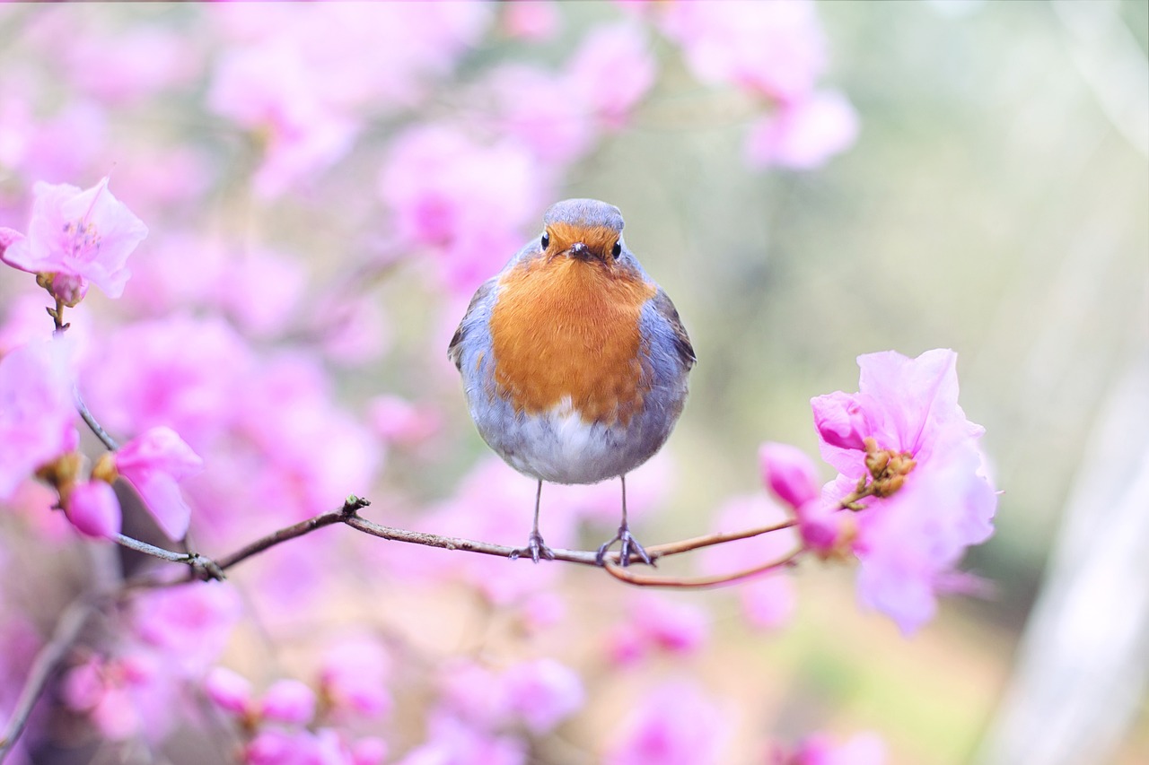 What Is The Role Of The U.S. Fish And Wildlife Service In Customs Clearance? What Is The Role Of The U.S. Fish And Wildlife Service In Customs Clearance?