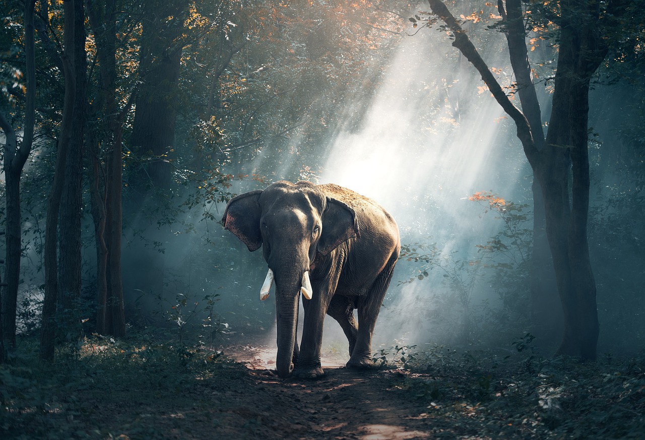 What Is The Role Of The U.S. Fish And Wildlife Service In Customs Clearance? What Is The Role Of The U.S. Fish And Wildlife Service In Customs Clearance?